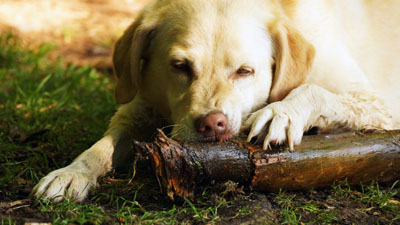 Hundebetreuung Friedrichshain 1